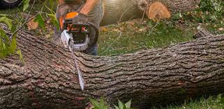 Best Root Management and Removal  in Zion, IL